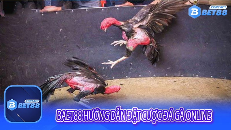 Baet88 hướng dẫn đặt cược Đá gà online