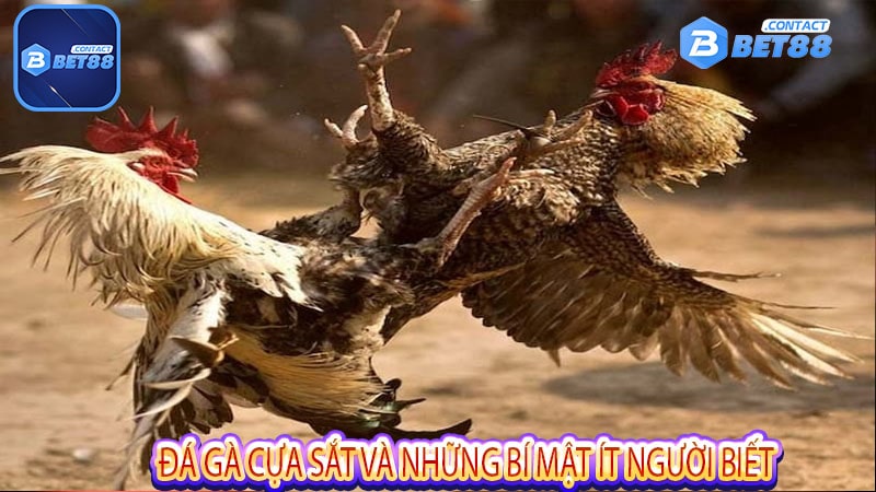 Đá gà cựa sắt và những bí mật ít người biết