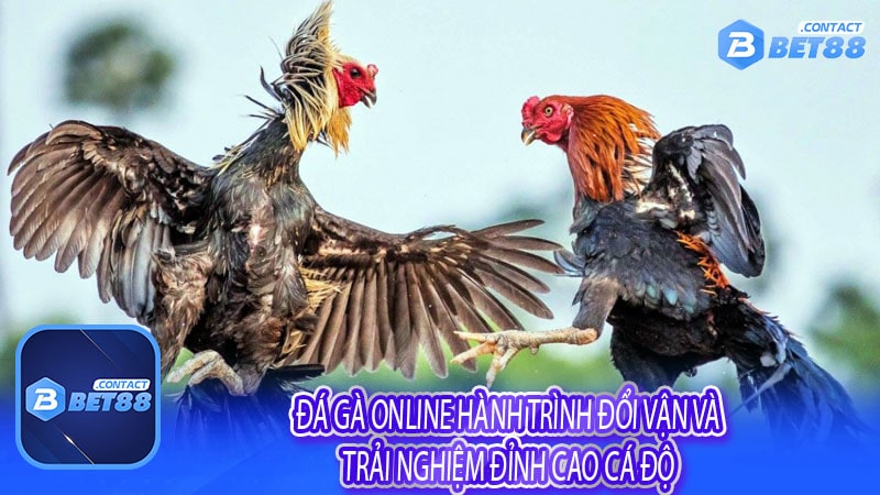 Đá gà online Hành trình đổi vận và trải nghiệm đỉnh cao cá độ