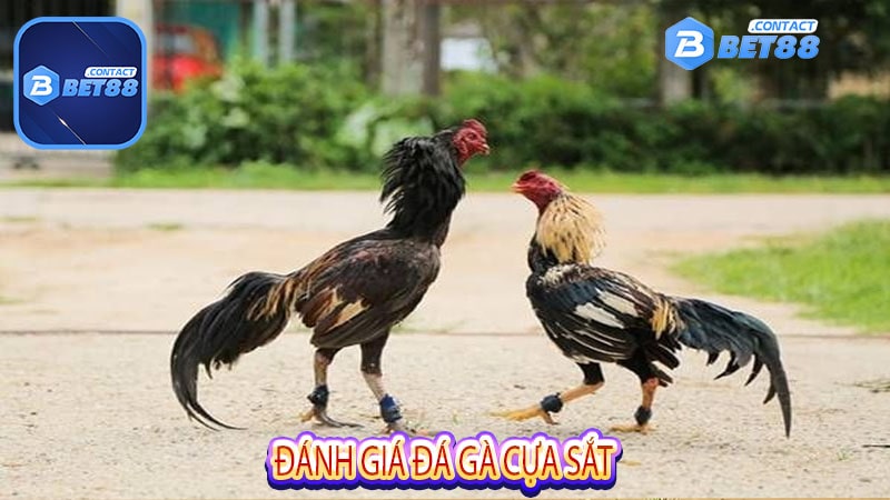 Đánh giá đá gà cựa sắt