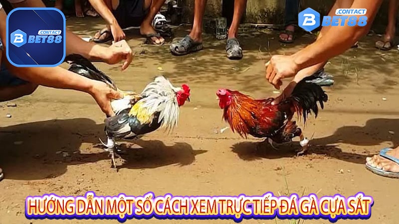 Hướng dẫn một số cách xem trực tiếp đá gà cựa sắt