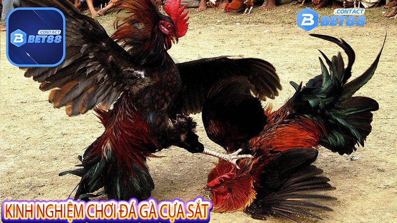 Kinh nghiệm chơi đá gà cựa sắt