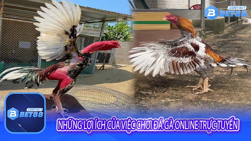 Những lợi ích của việc chơi Đá gà online trực tuyến