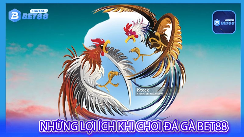 Những lợi ích khi chơi Đá Gà bet88