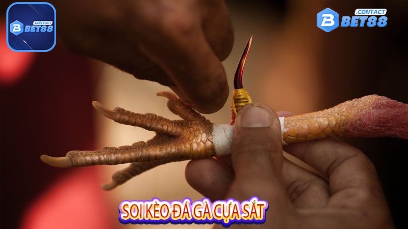 Soi kèo đá gà cựa sắt