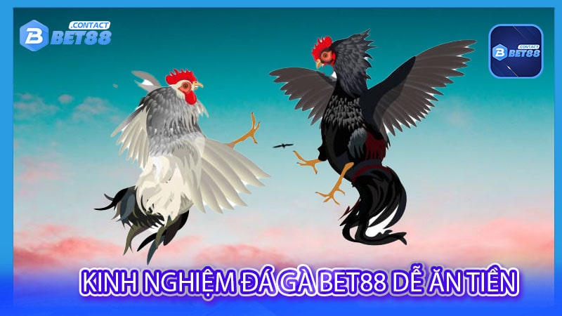 kinh nghiệm đá gà bet88 dễ ăn tiền